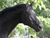 dauphin-head-shot