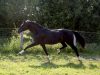 sir-wanabi-trot