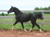 tina-trot